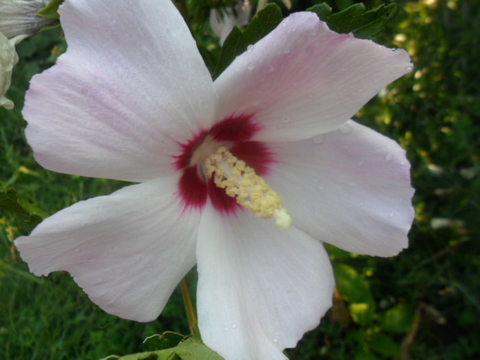 009 - hibiscusi 2016-3