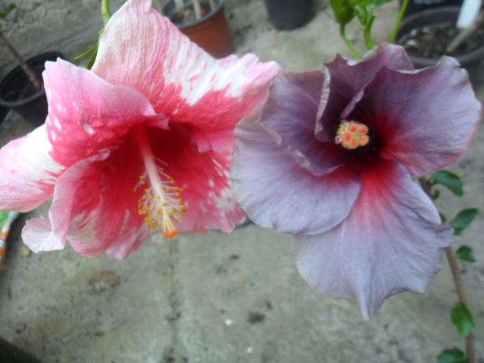 025 - hibiscusi 2016-3