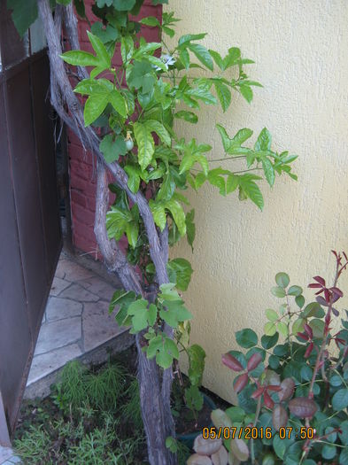 Picture 6656 - Passiflora eludis- Maracuya