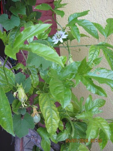 Picture 6657 - Passiflora eludis- Maracuya