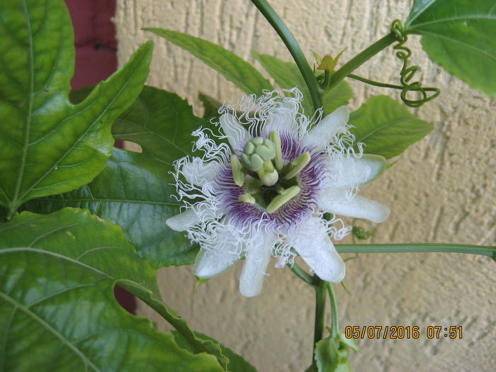 Picture 6658 - Passiflora eludis- Maracuya