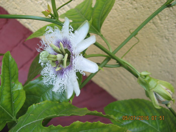 Picture 6659 - Passiflora eludis- Maracuya