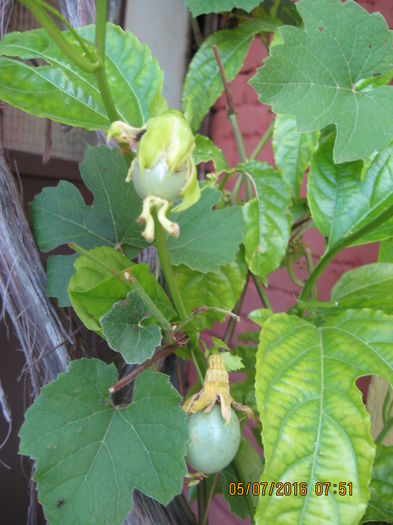 Picture 6660 - Passiflora eludis- Maracuya