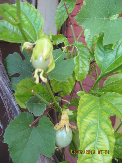 Picture 6661 - Passiflora eludis- Maracuya