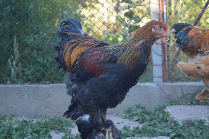 DSC_0076 - Pui Brahma 2016