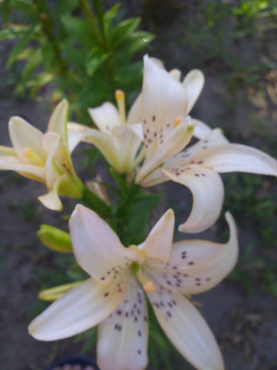 IMG_20160712_080103 - Crini 2016