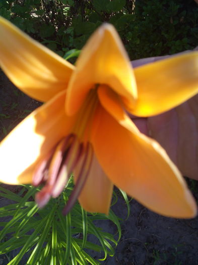 IMG_20160712_080125 - Crini 2016