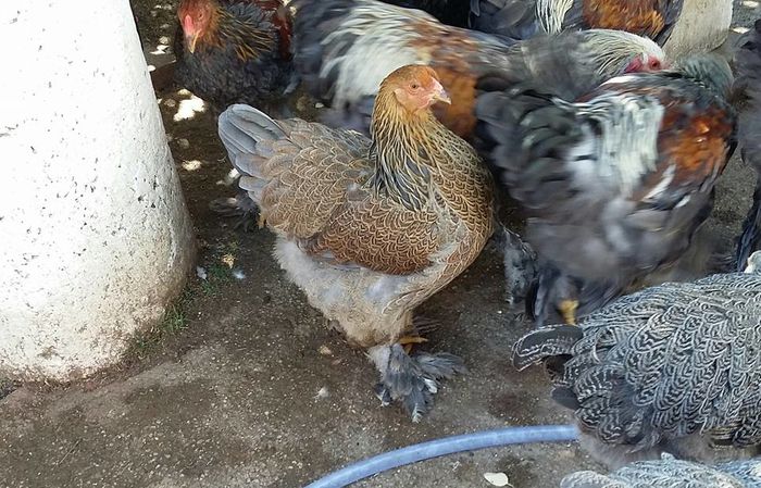 potarnichiu albastru