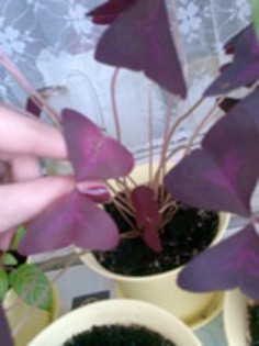 oxalis(3) - oxalis