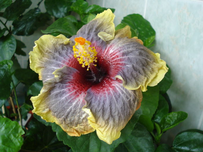 DSC06082 - Hibiscus Black Rainbow