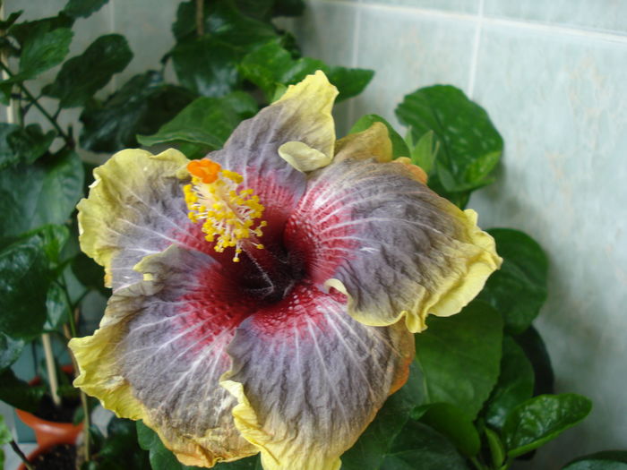 DSC06083 - Hibiscus Black Rainbow