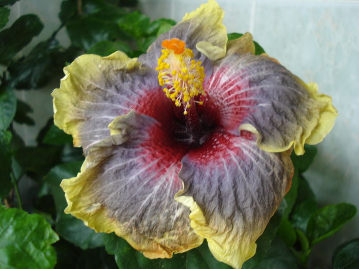 DSC06084 - Hibiscus Black Rainbow