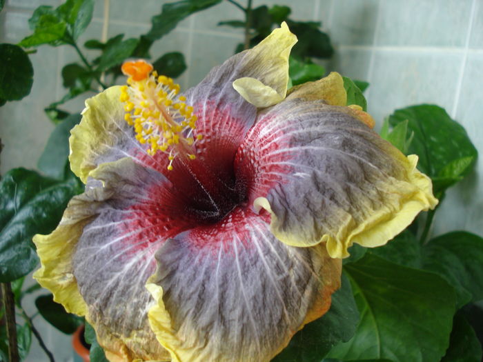 DSC06085 - Hibiscus Black Rainbow