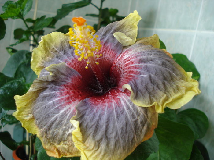 DSC06086 - Hibiscus Black Rainbow