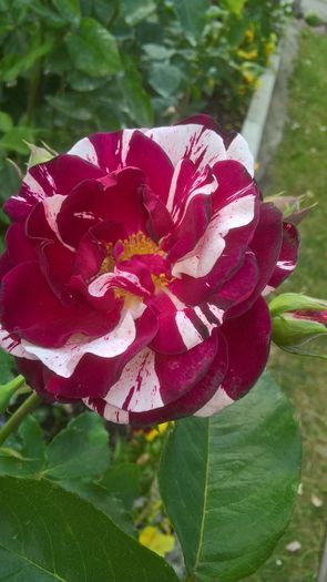 WP_20160715_17_53_02_Pro