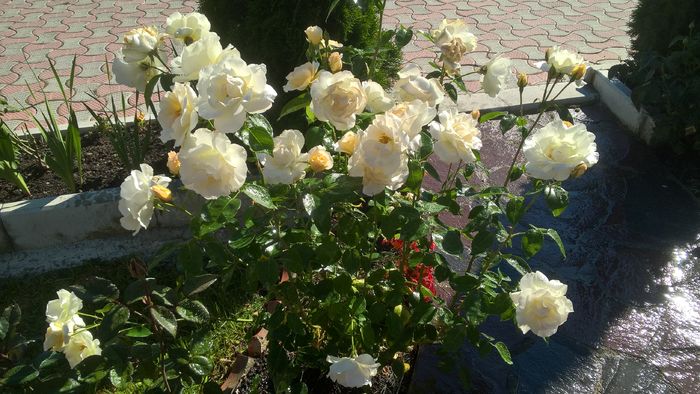WP_20160714_09_01_26_Pro