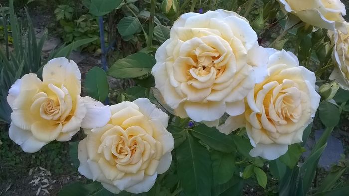 Comtessa - 0 Top trandafiri floribunda