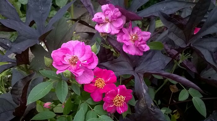 WP_20160715_091 - Blue Peter