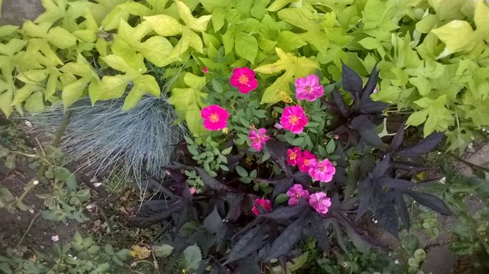 WP_20160715_095 - Blue Peter