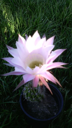 IMG_20160708_192511 - Cactusi 2015-2020