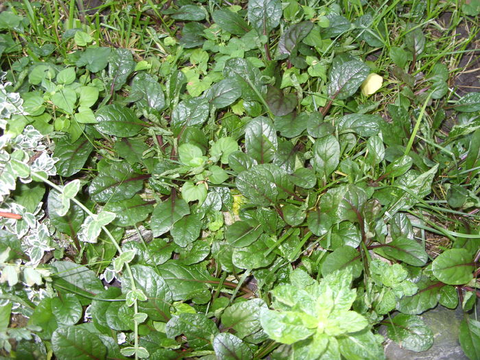 SDC13470 - gradina