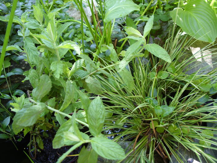 menta acvatica - gradina