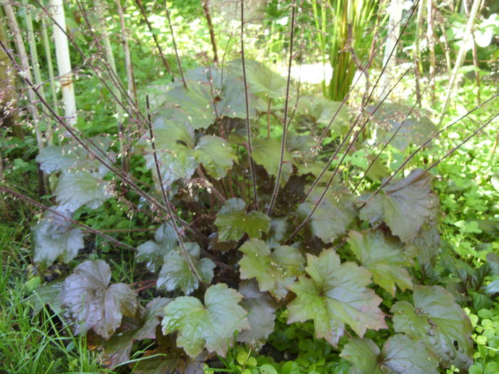 SDC13479 - gradina