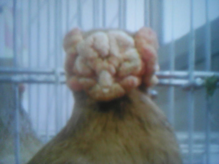 Acelaș văzut din faţă