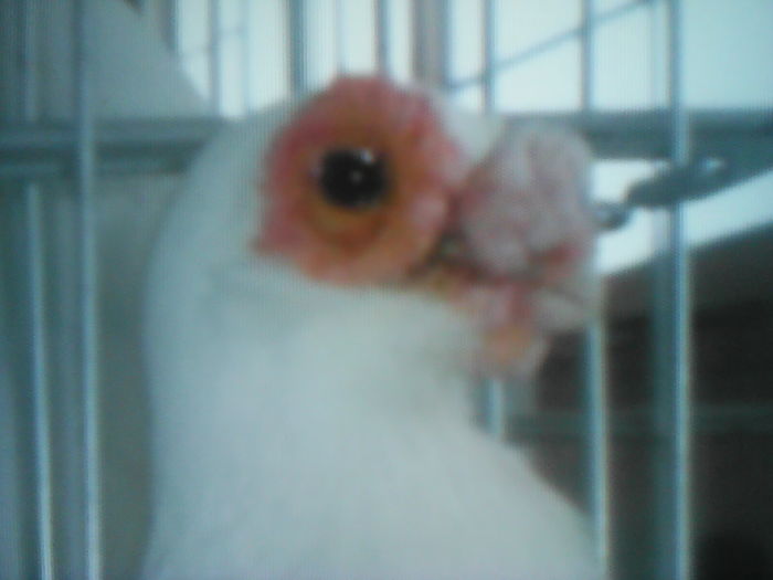 profil  BARB alb SERBIA - SELECTIV