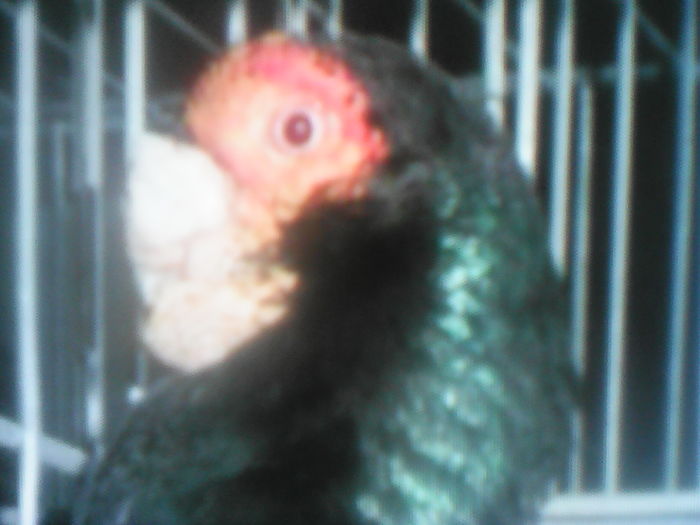 profil BARB negru  SERBIA - SELECTIV