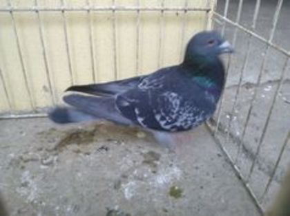 Ro 12-0294505 4 clasari