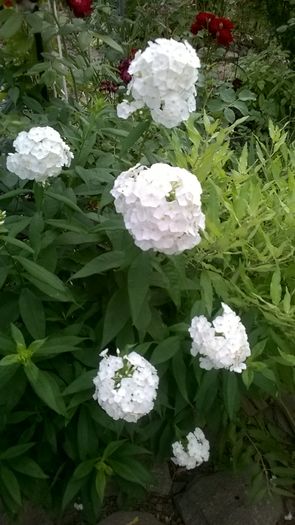 WP_20160715_075 - Phlox si alte perene