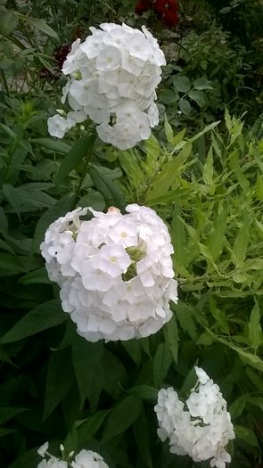 WP_20160715_076