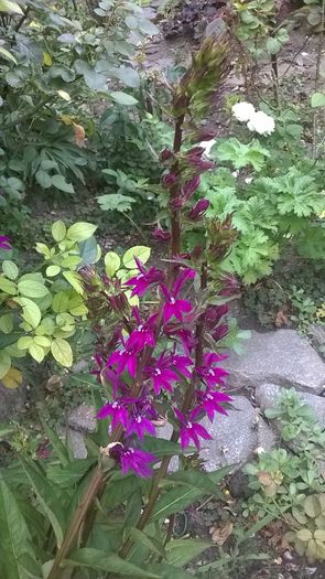 Lobelia Speciosa Purple