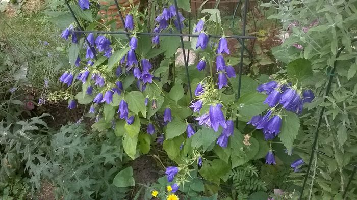 Campanula Sarastro