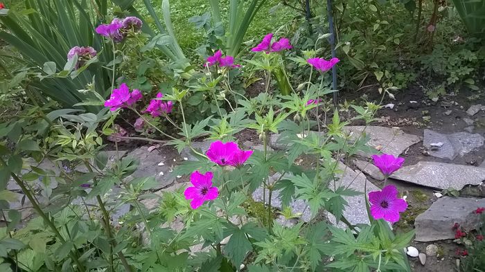 Geranium Patricia - Phlox si alte perene