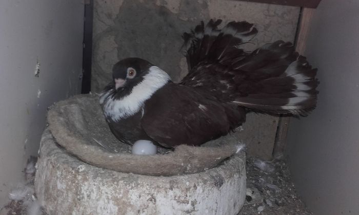 20160716_132303 - Castanii  de  Craiova si Negri Trenati