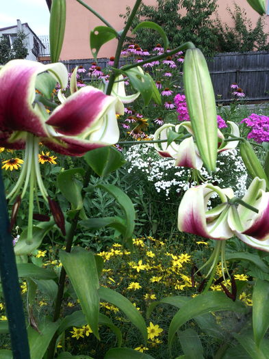 Sheherezade - 01-Flori din curtea mea 2016