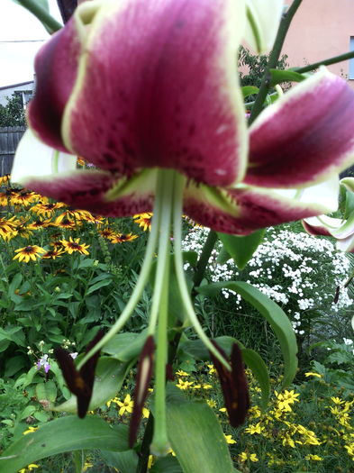 IMG_20160705_102837 - 01-Flori din curtea mea 2016