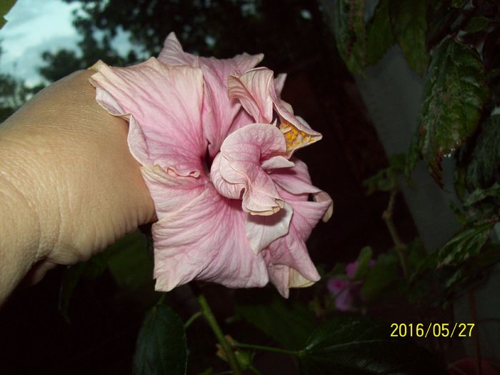 Clasicul Roz - Hibiscusi 2016