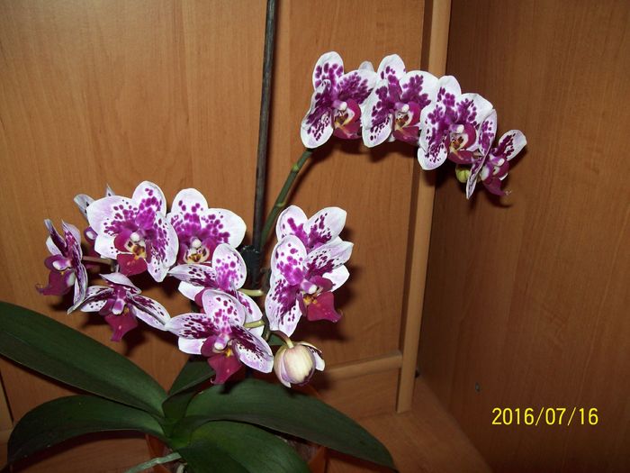 103_5746 - Orhidee