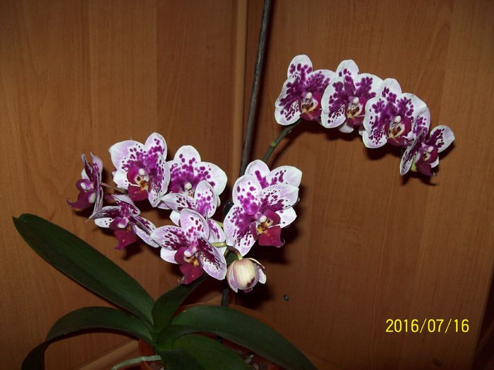 103_5745 - Orhidee