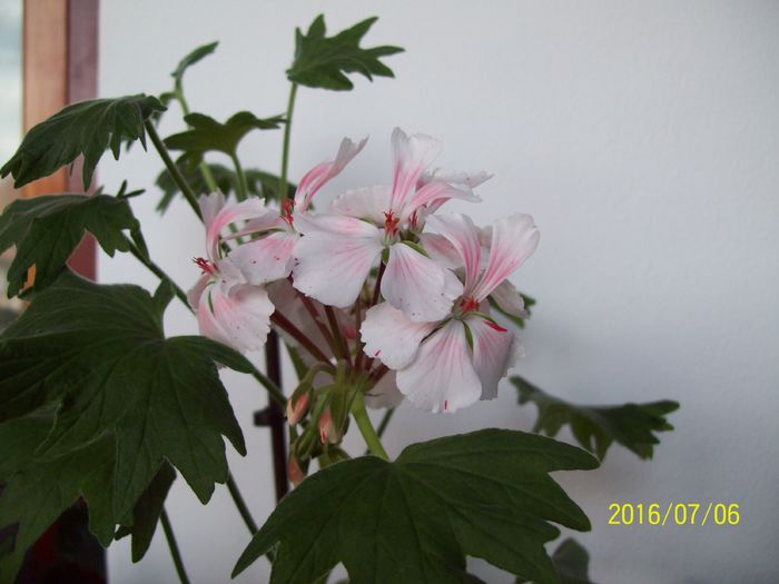 Vectis Volcano - Muscate 2015-2016