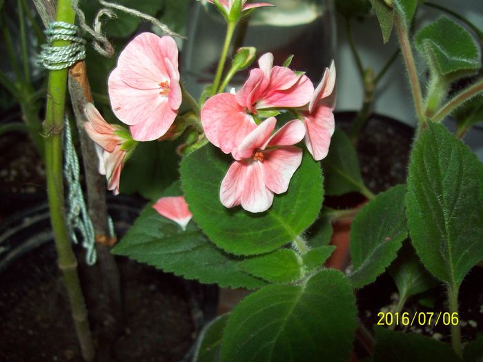 103_5733 - Muscate 2015-2016