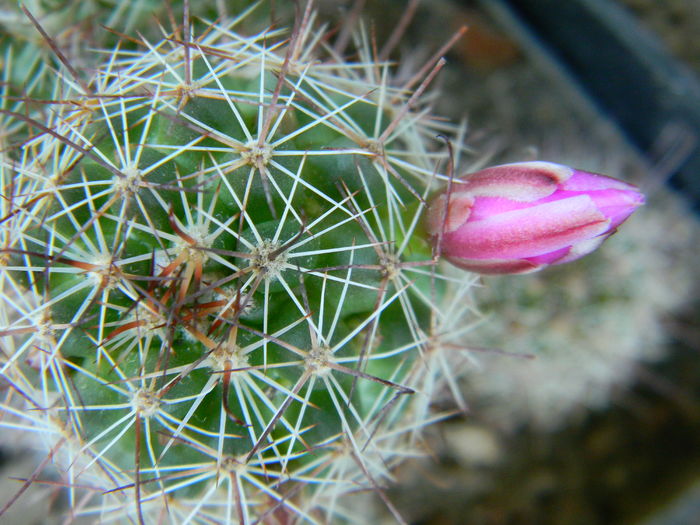 DSCN7629 - 05-Flori-Boboci-Fructe de cactus