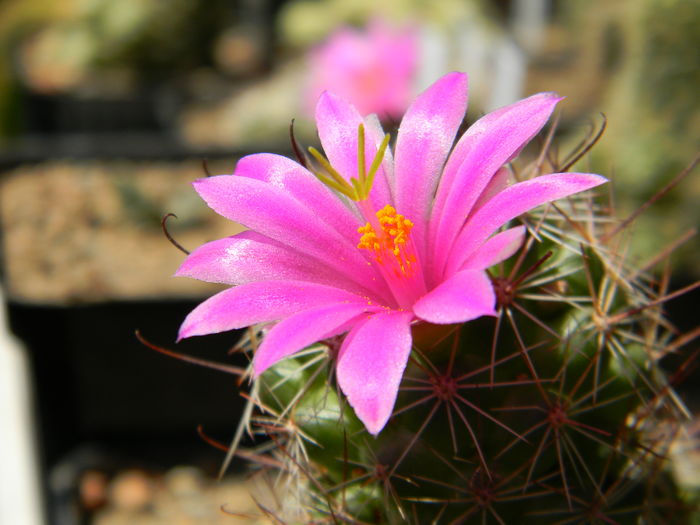 DSCN7642 - 05-Flori-Boboci-Fructe de cactus