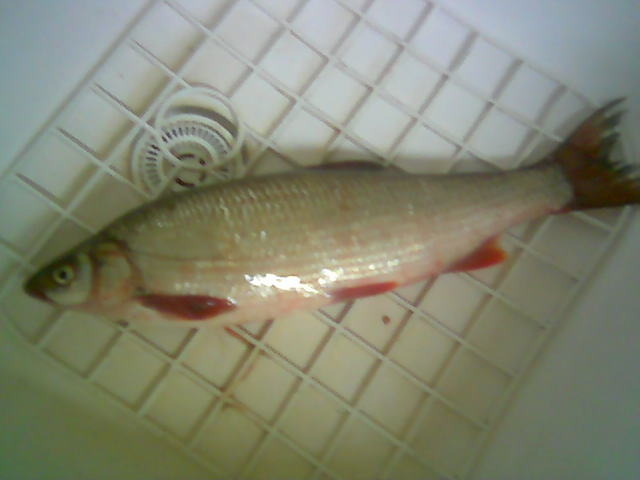 scobar