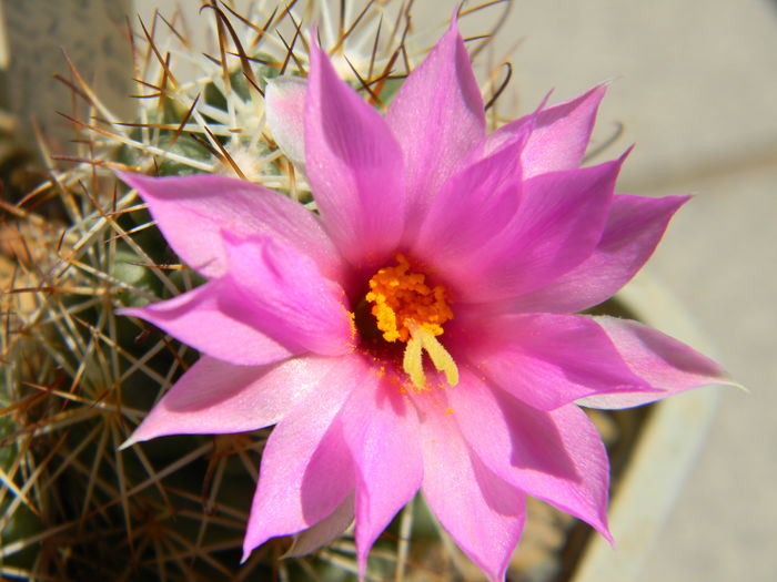 DSCN7650