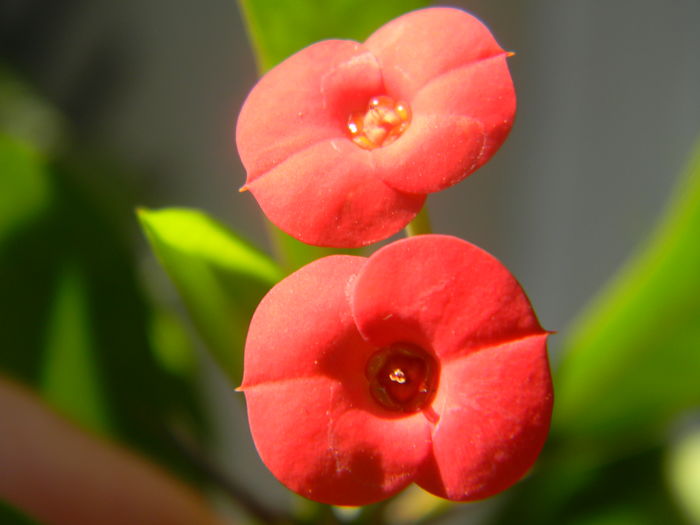 Euphorbia millii