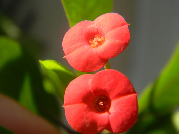 Euphorbia millii